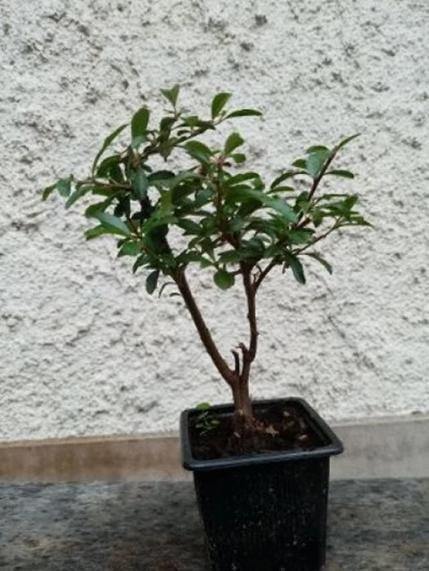 Bonsai - Pré bonsai pyracantha