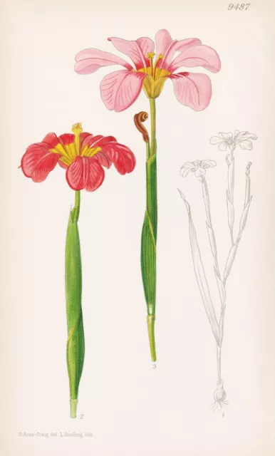 Homeria Collina South Africa Botanik flower botany Lithographie Curtis 9487
