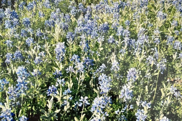 Texas Hill Country Bluebonnet Flower Field 2010 Family Photo Picture