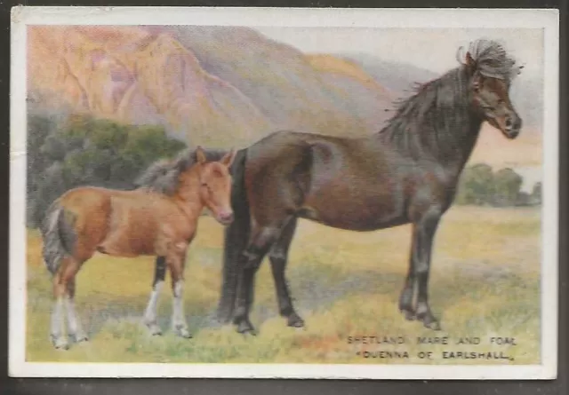 Players Overseas Issue-British Live Stock 1924 (L25)-#14- The Shetland