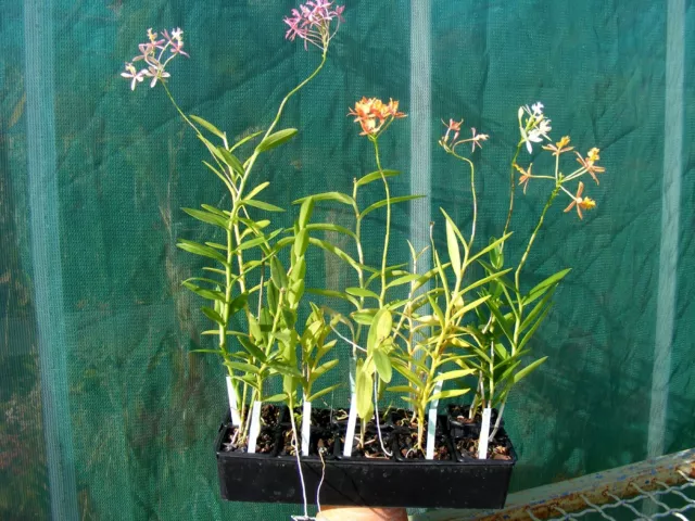 Epidendrum radicans LOT DE 5 HYBRIDES., orchidée, Orchid