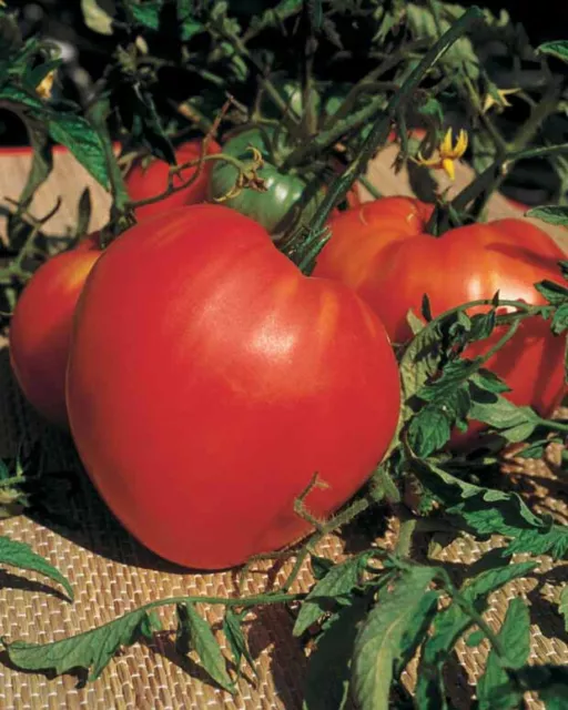 40 Graines de Tomate COEUR DE BOEUF - culture type BIO (voir autres variétés)