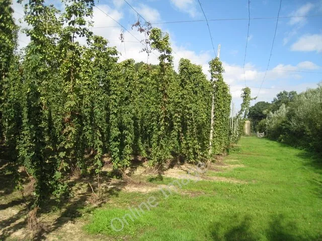 Photo 6x4 Hop field Linkhill  c2010