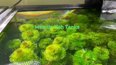 Green Cabomba Carolina Live Fish Tank Plants Aquarium Plants BUY 2 GET 1 FREE ✅