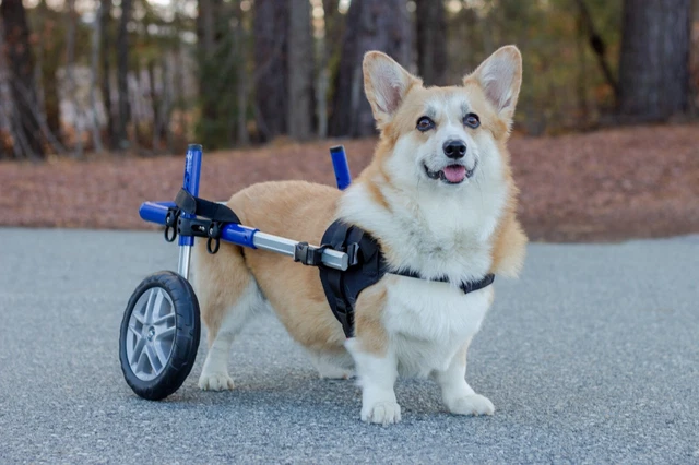 Corgi Dog Wheelchair - for Small Dogs 18-40+ Pounds - Veterinarian Approved 3