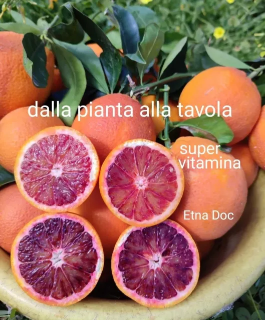 ❤️ ARANCE  ROSSE SANGUINELLO  Sicilia 18 kg netti BIO da spremuta super vitamina