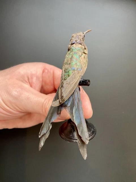 Sculptures Oiseau En Os Et Corne – Ancienne Pièce Déco Taxidermie 22 Cm, Ambiance Unique Garantie !