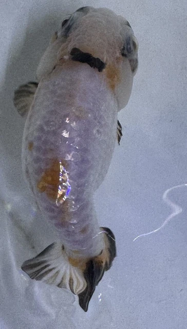 LIVE pond goldfish  Fish~ Goldfish Ranchu goldfish koi pond 4 Inch Unique