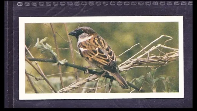HOUSE SPARROW - 45 + year old English Tobacco Card # 16