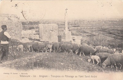 30  BERGER CEVENOL  BERGER AVEC DEUX AGNEAUX 