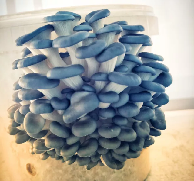 50 Impfdübel Austernseitling | Pleurotus Ostreatus | Spawn Plugs