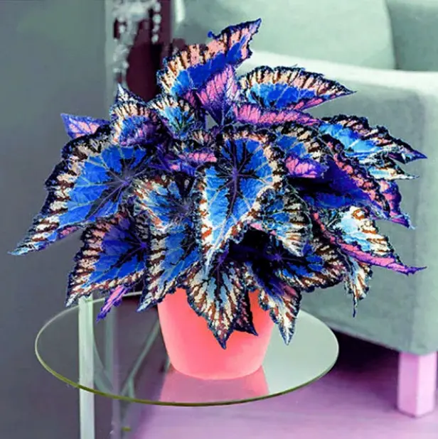 Coleus Flower Seeds Rare Blue Color Perennial Dragon Plant Bonsai Home 100 Seeds