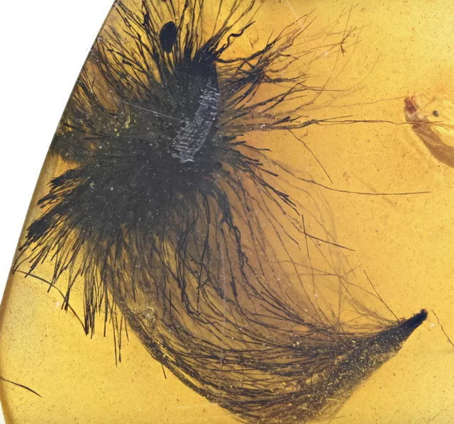 Two Dandelion seeds, Fossil inclusion in Burmese Amber