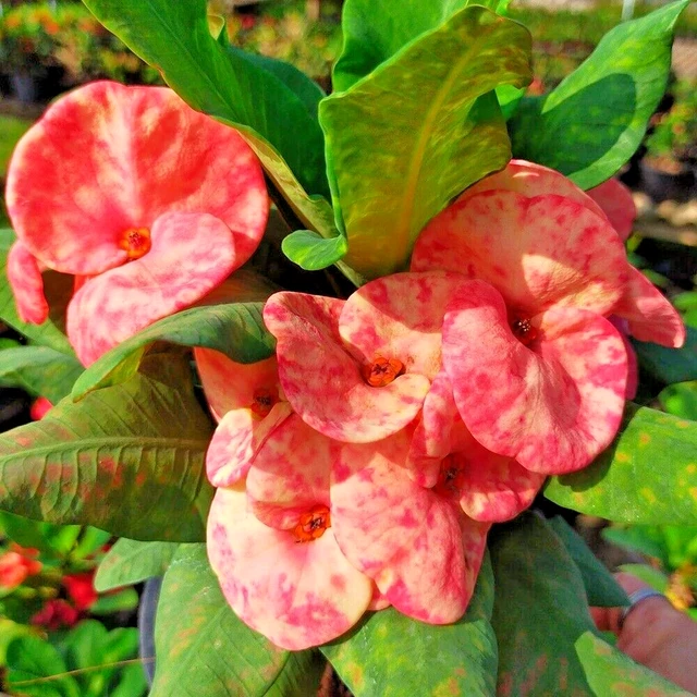 CROWN OF THORNS Setthiphraramsong Thai Hybrid Christ Plant Euphorbia