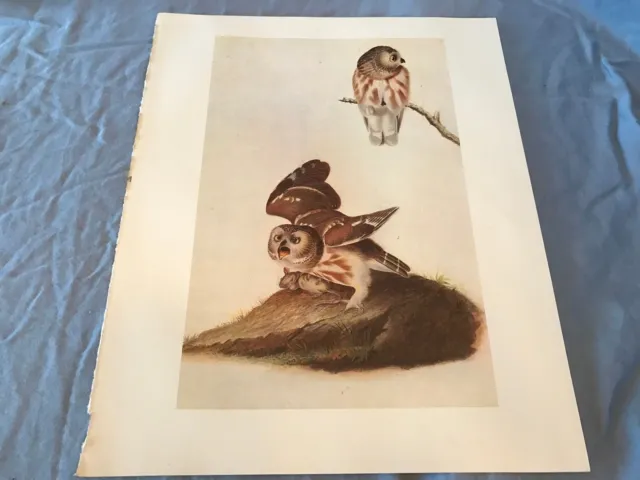 John James Audubon Bookplate Plate 150 Bird Art Print 1966 SAW-WHEAT OWL