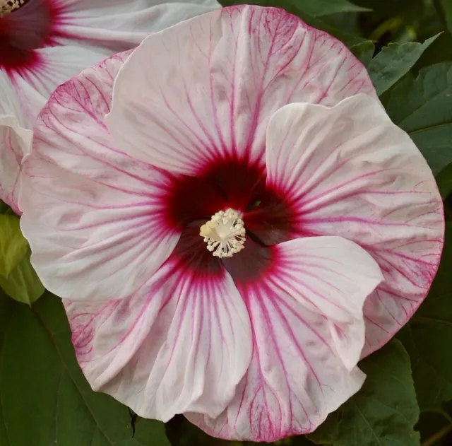 CHERRY CHEESECAKE Hardy Hibiscus -- Plant in 4.5" pot