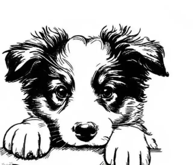 Border Collie Puppy Dog Breed Bathroom White Hand Towels Embroidered
