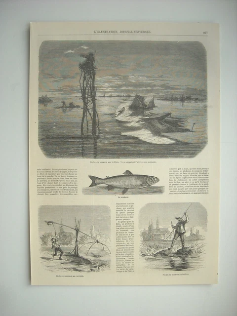 Gravure 1861. Peche Au Saumon Sur Le Rhin. Vigie. Peche Au Carrelet, Au Trident.
