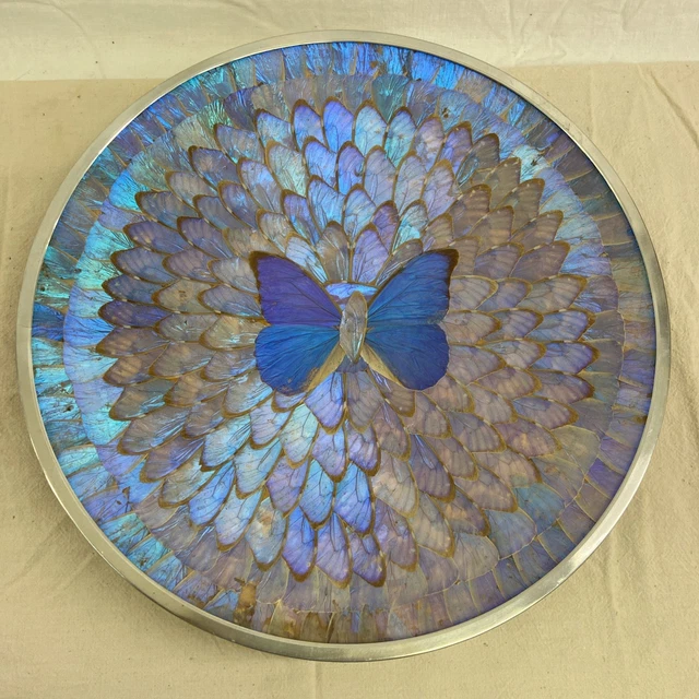 VINTAGE IRIDESCENT Blue Morpho Butterfly Wing Plate Wall