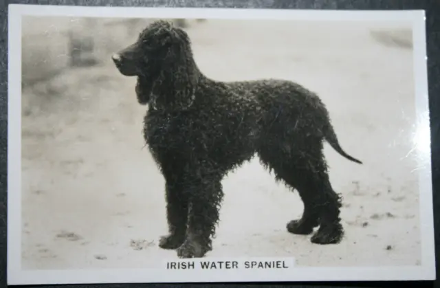 IRISH WATER SPANIEL  Original 1930's Vintage  Photo Card  QC27MS