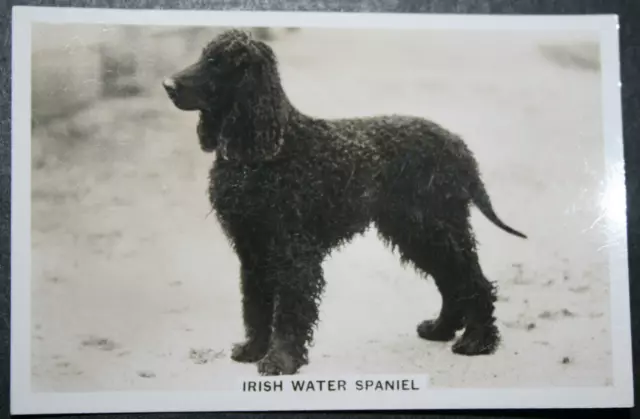 IRISH WATER SPANIEL  Original 1939 Vintage  Photo Card  CD14MS