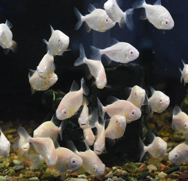 Live Albino Pacu (2.5" Juvenile Freshwater Aquarium Fish) PLS READ DESCR 6