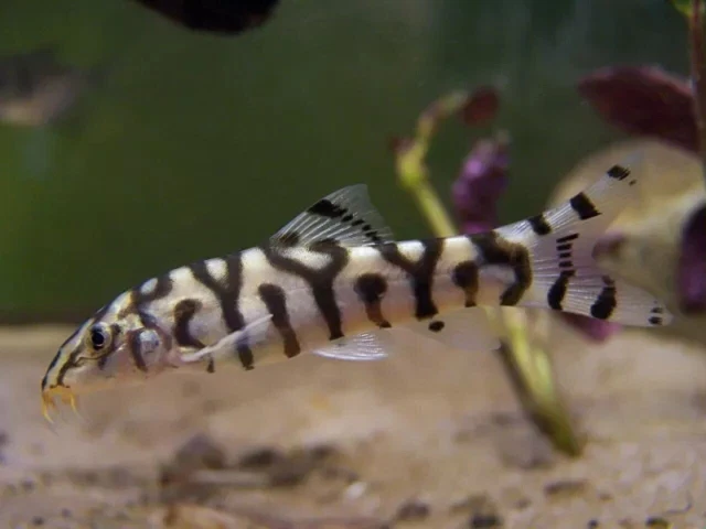YoYo Loach aka Lohachata Botia Loach (Botia lohachata) - Live Freshwater Fish