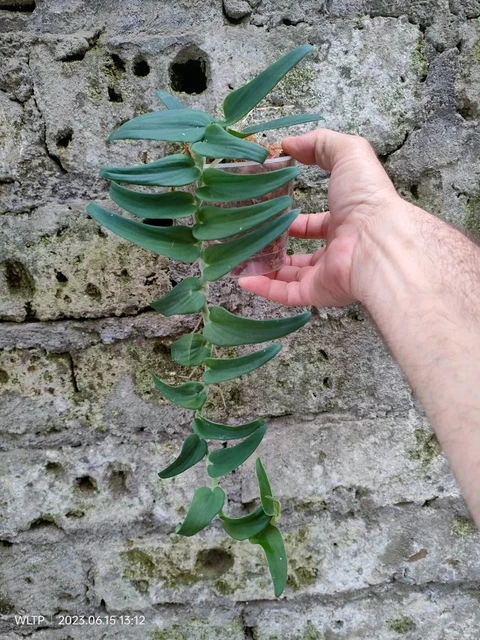 RHAPHIDOPHORA TENUIS EUR 14,00 PicClick FR