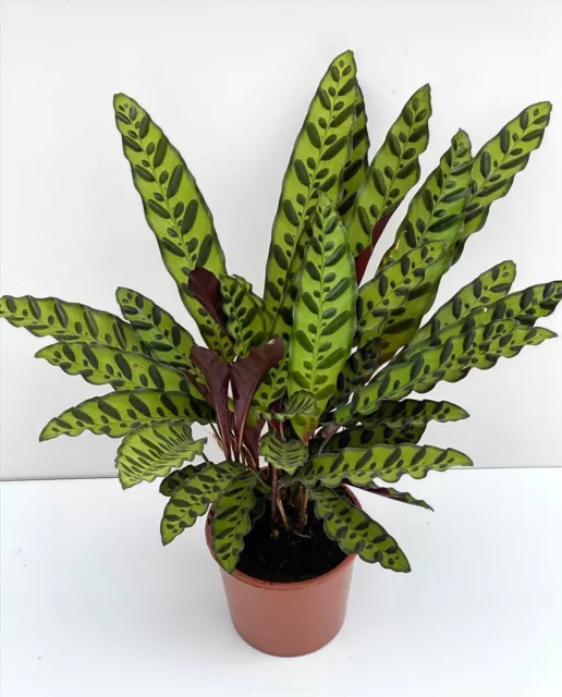 Calathea Lancifolia - Rattlesnake Plant  Pot Size 17cm - Height -50- 60cm approx