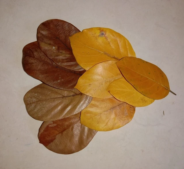 Dried Jack Fruit Leaves Organic Bio Film Shrimp Aquarium Ceylon Natual(10Leaves)