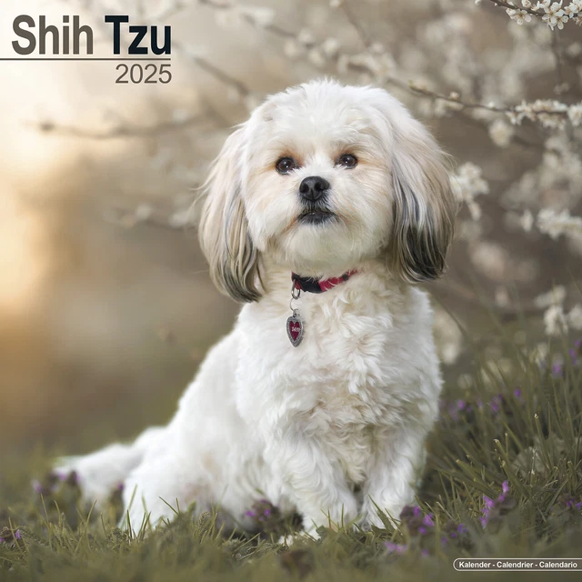 SHIH TZU CALENDAR 2025 Dog Breed Gift Wall Calendar 15 OFF MULTI