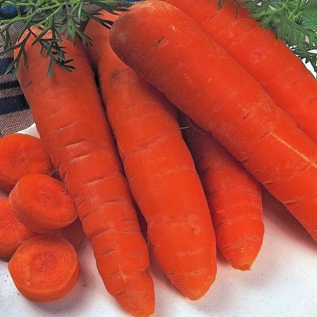 Vegetable Carrot Autumn King 2 pelleted Appx 150 seeds