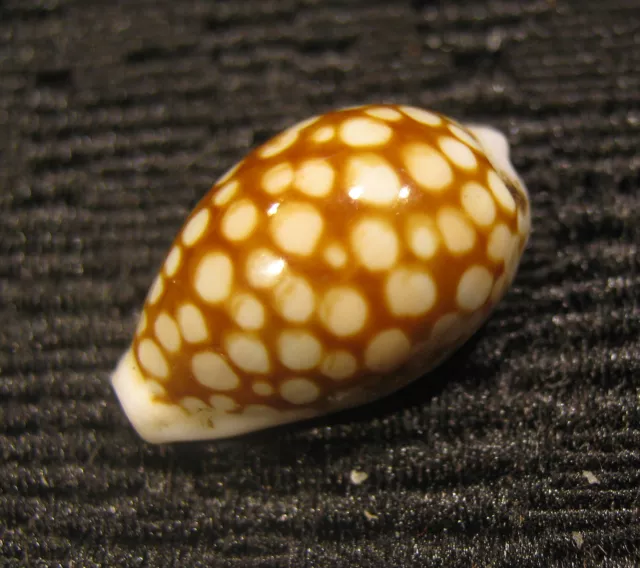 Conchiglia Shell CYPRAEA TOLIARENSIS Madagascar 16 mm # 310 3