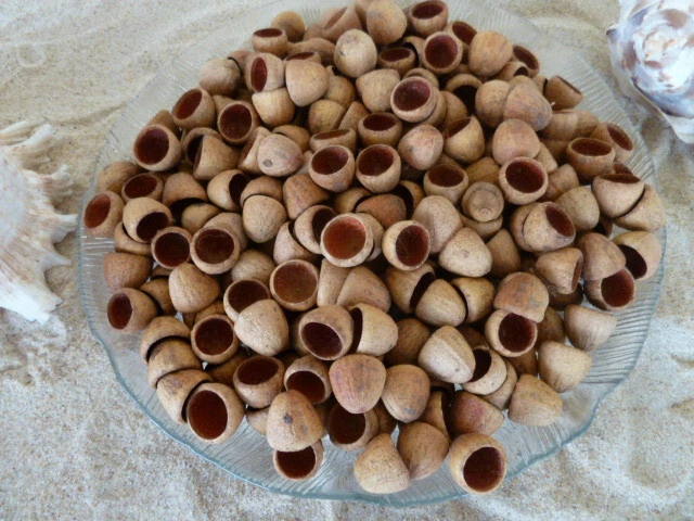 Australian Tuart Gum Nut Caps - 200 clean caps