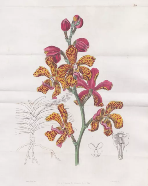 Vanda Batemanni Philippines Orchidee Blume flower botany Edwards engraving 1846