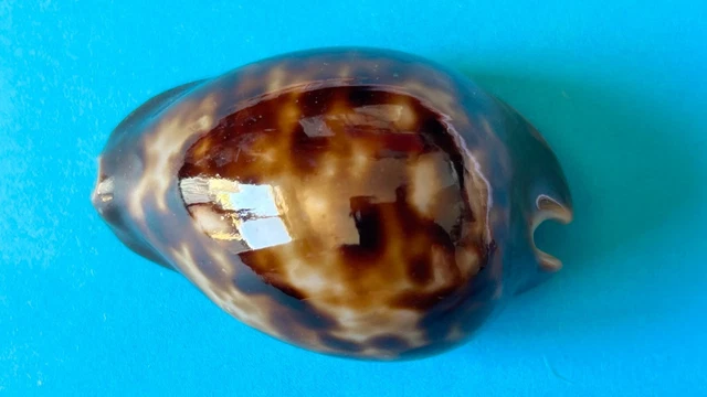CYPRAEA ZOILA Venusta Episema form SORRENTENSIS SEASHELL F++ 57.3MM EUR ...