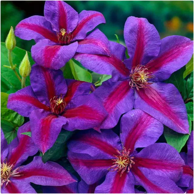 Clematis 'Mrs N Thompson' X 3 Large Plug Plants for Potting on