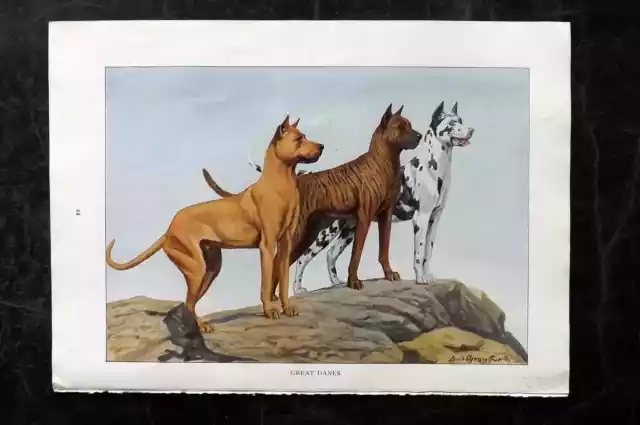 Fuertes & Murayama 1927 Dog Print. Great Danes