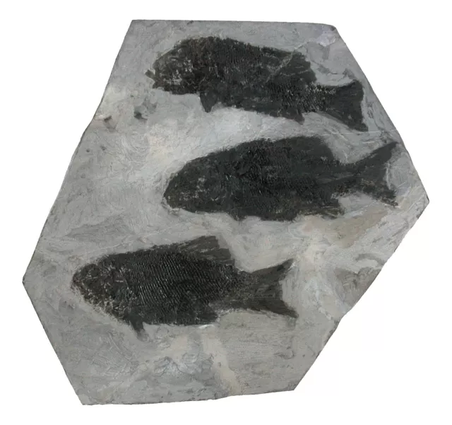 Triassic 3x Paralepidotus ornatus bone fish Wiestal Hallein Austria KE18-8