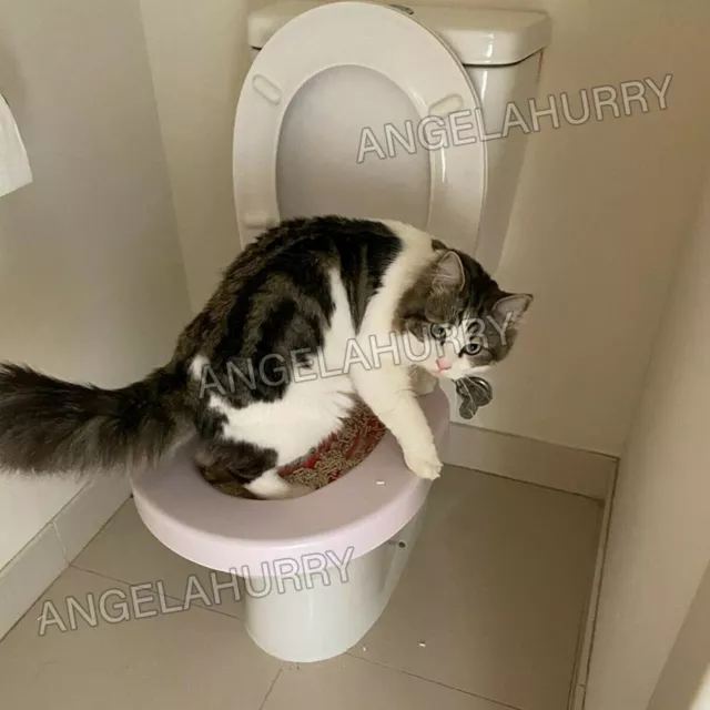 Litter Kwitter Cat Toilet Training System Train Cat Kitten Use Toilet NEW 3