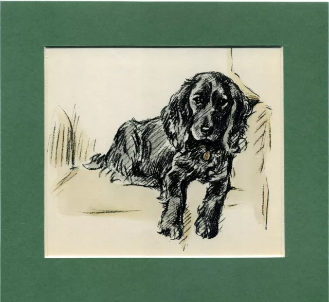 Lucy Dawson ~ Cocker Spaniel ~ Gun Dog. Hand Coloured Print Genuine Vintage 1937