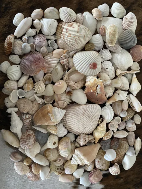 Sea Shells Florida Assorted Variety Mixed Shell Lot #5