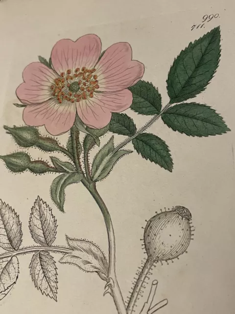 Kupferstich Pflanzenbuch 1837 Handkoloriert Botanik Blumen Vintage Rose