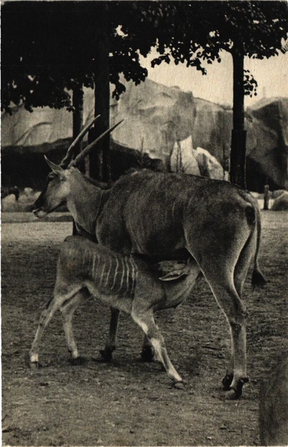 CPA PARIS 12th-Parc Zoologique-An Élan du Cap et son petit (322633)