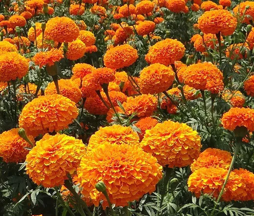 MARIGOLD CRACKERJACK MIXED COLORS Tagetes Erecta - 3,000 Bulk Seeds