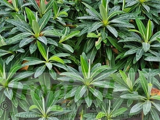 Euphorbia Mellifera, 9cm pot