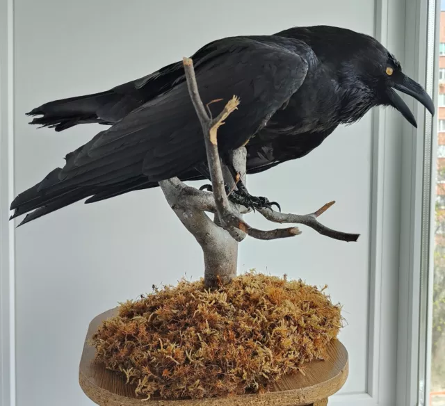 Taxidermy Stuffed Bird Raven Corvus Corax