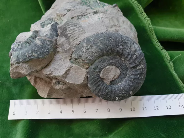Orthosphinctes Ammonit Gräfenberg  Stufe 12 cm