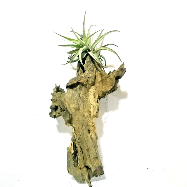 100% Organic Air Plant Holder Timber Bark Home Deco aquarium fish tank Bogwood 3