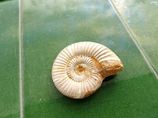 Fosiles Ammonite " Fabuloso Ammonite Katroliceras De Madagascar  -  11B22 "